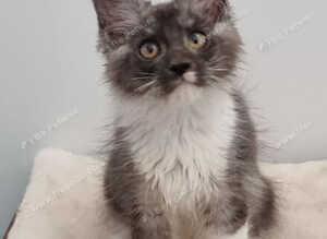 GCCF REGISTERED Pedigree Maine Coon Kittens for sale