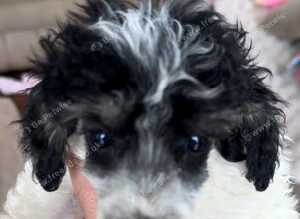 Toy poodle Puppies