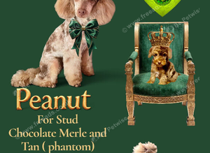 PEANUT FOR STUD