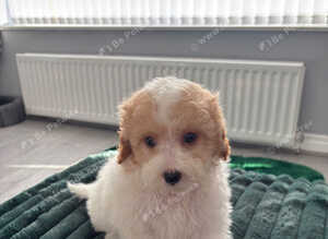Cavapoos ready now 2 boys