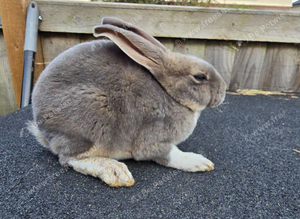 Mini rex babys