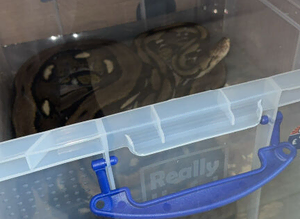 12ft reticulated python female