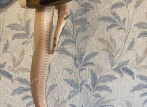 Pied ball python and setup