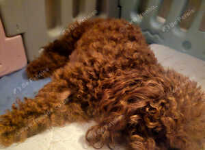 Asian Poodle Male for sale