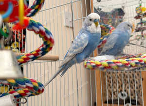 Young budgie