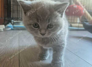 Kitten looking home