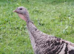 SOLD Turkey Hen for sale