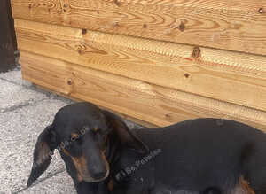 Dachshund