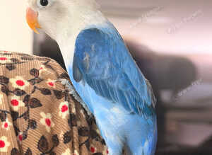 Beautiful Lovebirds for Sale