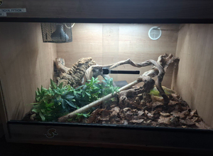 Female Ball Python for sale with set up