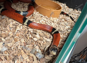 Mixed snakes