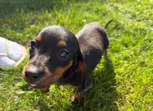 Dachshund puppie miny