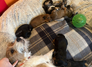 F1 jackapoo pups from heath tested parents