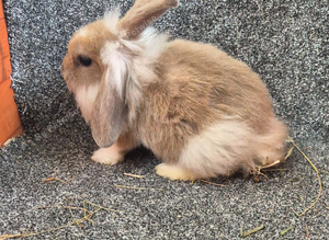 Male Rabbits