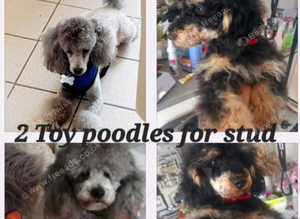 **2 STUDS AVAILABLE**FULL PEDIGREE SILVER & KC PHANTOM TOY POODLES