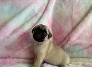 Beautiful pug puppy