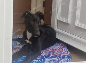 Beautiful pup