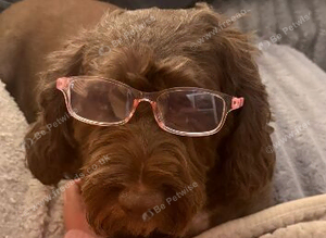 Standard poodle & Cockapoo
