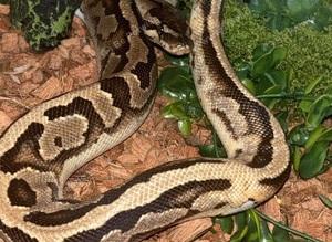 1 year old royal python