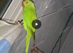 Ringneck parrot 5 months old friendly but not tame yet