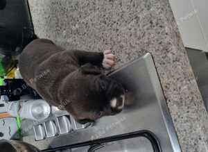 Staffy girl pick of the litter pup, &pound;1500