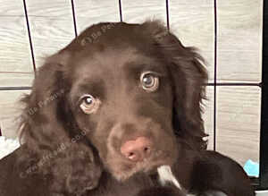 Cocker spaniel for sale