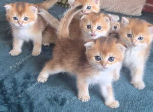 Adorable Scottish kittens