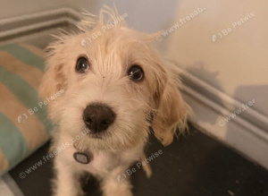 Jackapoo male