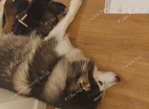 Adorable sheepski puppies