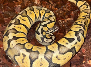 Super pastel ghost het toffee