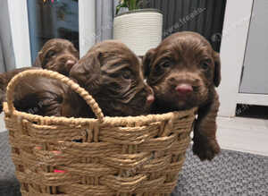 KC REG WORKING COCKER SPANIELS