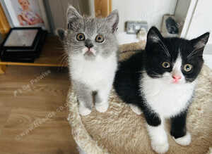 BSH KITTENS READY NOW 1 Male 1 Female