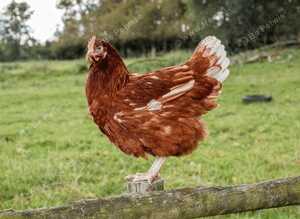 Warrens at Point of Lay - Excellent layers and very docile ideal starter chicken