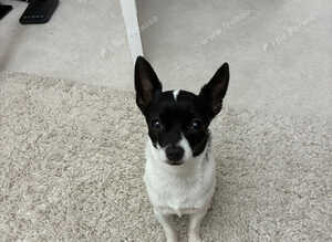 Bruno cute little boy