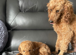 toy poodle