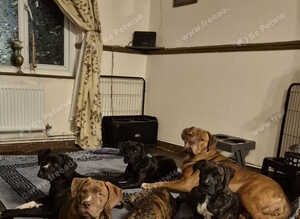 Cane corso puppies