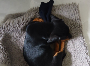 Dachshund 14 weeks old