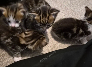 Gorgeous kittens for sale