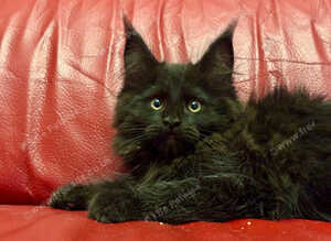 Beautiful TICA Active Registered Kittens
