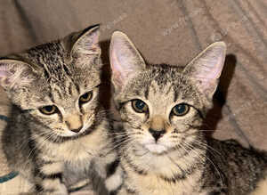 cross bengals ready for forever homes