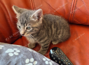 Grey tabby kitten