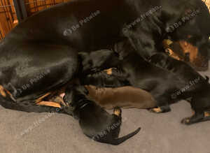 Royal KC European Doberman puppies