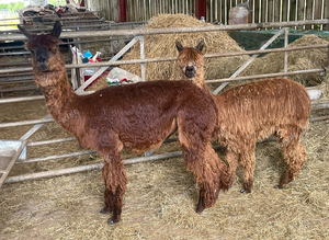 Dark Brown Suri Alpaca Female with Female Cria at foot