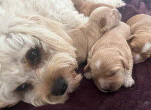 2 female 2 weeks old cute Cavapoos for rehoming to a lovley kind Home