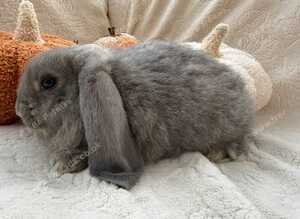 Special French Lop Baby Rabbits - Moorside Lops