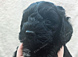 F1 Cockapoo Puppies