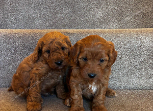 F1B cockapoos