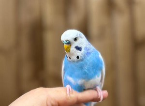 Baby budgies