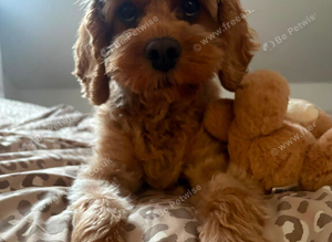 Beautiful Cavapoo puppies