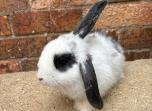 Two male rabbits 6 months